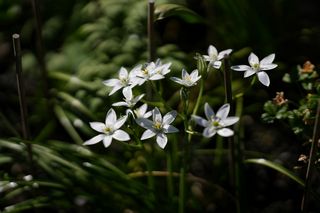Ornithogalum Umbellatum