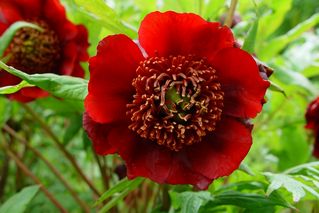 Paeony Delavyi