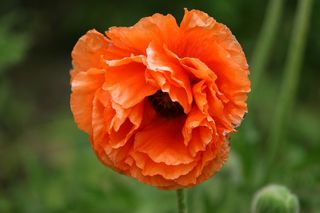 Papavar Dubloon