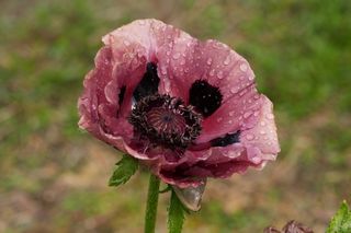 Papaver Pattys Plum