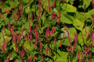 Persicaria Amplexicaulis