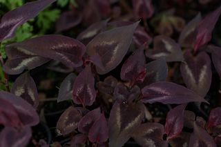 Persicaria Microcephala