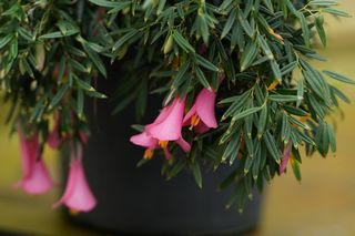 Philesia Magellanica