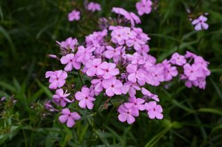 Phlox Carolina Bill Baker