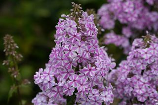 Phlox Maculata Natascha 