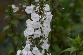 Phlox Maculata Omega