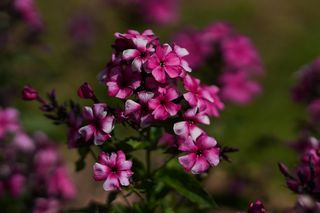 Phlox Paniculata Aida