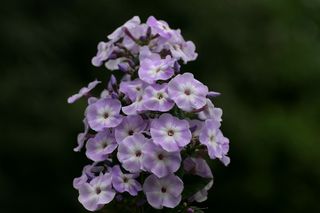 Phlox Paniculata Argosy 