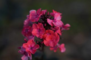 Phlox Pan. Brigadier
