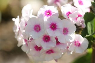 Phlox Pan. Bright Eyes