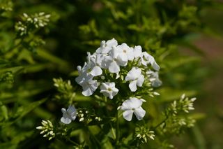 Phlox Paniculata David