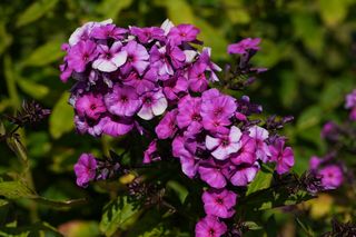 Phlox Pan. Dusterlohe