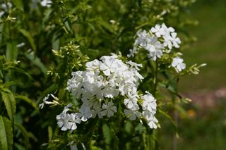 Phlox Pan. Grandiflora
