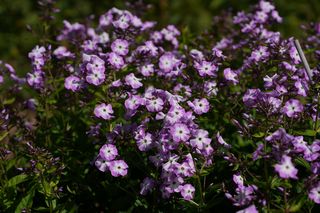 Phlox Pan. Little Drummer Boy