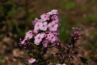 Phlox Pan. Meir Copyn