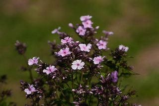 Phlox Pan. Rosie Wild