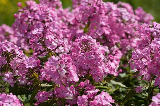 Phlox Paniculata Sherry 