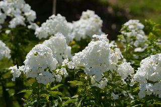 Phlox Paniculata Snowman