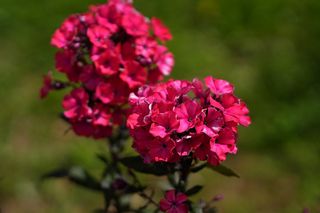 Phlox Paniculata Starfire