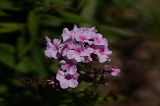 Phlox Pan. Summer Cloud