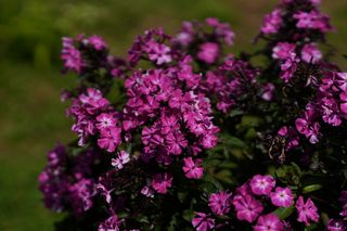 Phlox Pan. Vintage Wine