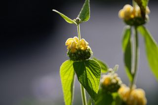 Phlomis Russeliana