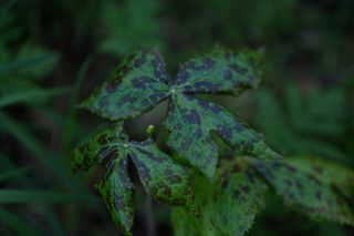 Podophyllum Emodii