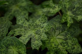 Podophyllum Spotty Dotty