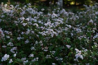 Polygonium Campanulatum