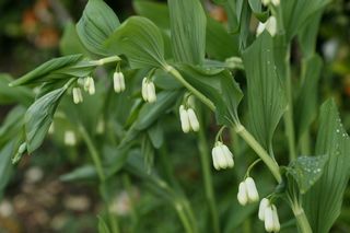 Polygonatum Multiflorum