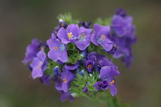 Polemonium Reptans