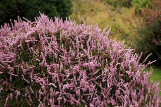 Polygonium Vaccinifolium
