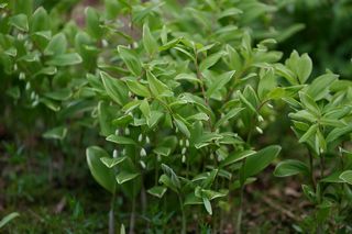 Polygonatum Variegatum 