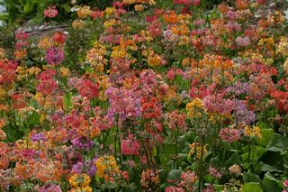 Primula Inshriach Hybrid