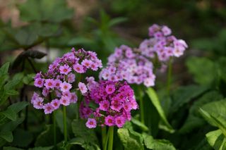 Primula Japonica