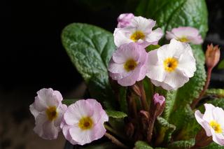 Primula Vera Maud