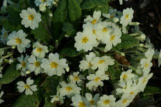 Primula Vulgaris