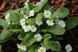 Primula Vulgaris Alba