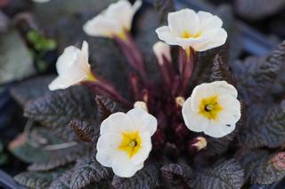 Primula Vulgaris Drumcliffe