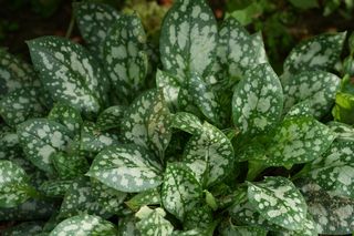 Pulmonaria Sissinghurst White