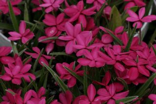 Rhodohypoxis Albrighton