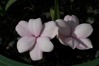Rhodohypoxis Dawn
