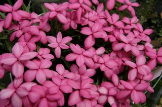 Rhodohypoxis Fred Broome