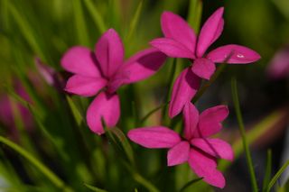 Rhodohypoxis Milloides Claret