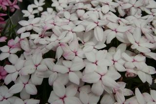 Rhodohypoxis White Wings