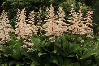 Rodgersia Aesculifolia