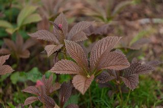 Rodgersia Pinnata Superba