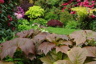 Rodgersia Podophylla