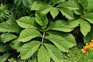 Rodgersia Sambucifolia