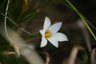 Romulea White